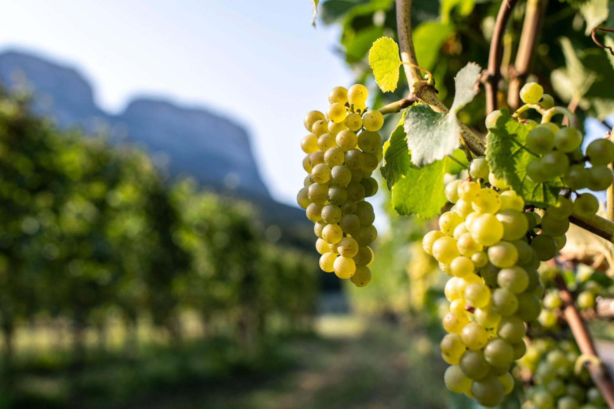 Schmitte Am Sonnenwirtsplatz Eppan In South Tyrol Apartment Appiano Sulla Strada Del Vino Ngoại thất bức ảnh